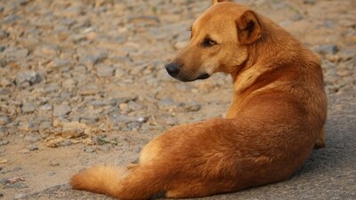The Supreme Court, hearing a suo motu case over dog bites in national capital, directed that no stray canines will be released back. (Pixabay/Representative)