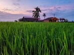 A view of rural Malaysia. (Shutterstock)