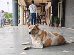 The stray dog population has doubled in the past three years, rising from about 9,000–10,000 in 2023 to nearly 20,000 at present. (HT file) The stray dog population has doubled in the past three years, rising from about 9,000–10,000 in 2023 to nearly 20,000 at present. (HT file)