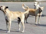 Urban local bodies (ULBs) are now mandated to run sterilisation awareness campaigns in schools, RWAs and public parks while municipal corporations would be asked to publish monthly dog bite statistics. (File Photo) Urban local bodies (ULBs) are now mandated to run sterilisation awareness campaigns in schools, RWAs and public parks while municipal corporations would be asked to publish monthly dog bite statistics. (File Photo)