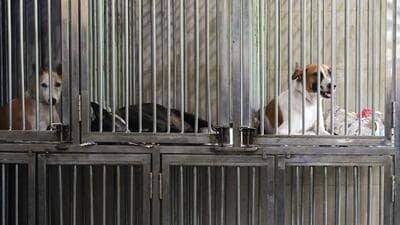 Rescued dogs are kept inside cages at Friendicoes SECA, a local animal welfare NGO in New Delhi, on August 12 (REUTERS) Rescued dogs are kept inside cages at Friendicoes SECA, a local animal welfare NGO in New Delhi, on August 12 (REUTERS)