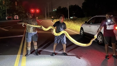 The python weighed over 140 pounds. (Facebook/Warren Gallman) The python weighed over 140 pounds. (Facebook/Warren Gallman)