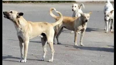 Urban local bodies (ULBs) are now mandated to run sterilisation awareness campaigns in schools, RWAs and public parks while municipal corporations would be asked to publish monthly dog bite statistics. (File Photo) Urban local bodies (ULBs) are now mandated to run sterilisation awareness campaigns in schools, RWAs and public parks while municipal corporations would be asked to publish monthly dog bite statistics. (File Photo)