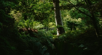A Texas woman was found living with a 'lost African tribe' in Scotland (Representational image) A Texas woman was found living with a 'lost African tribe' in Scotland (Representational image)