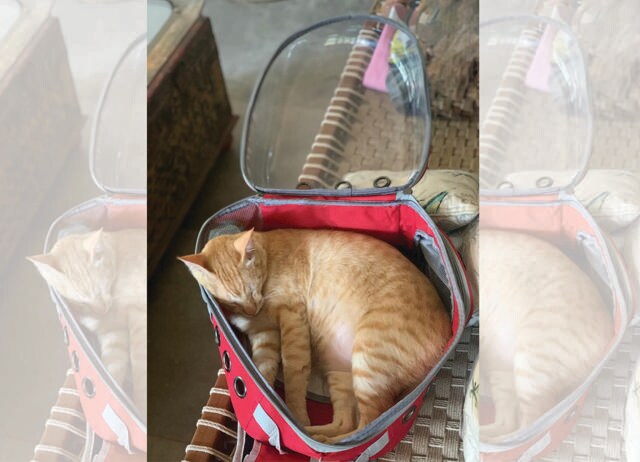 Raj Mariwala’s cat Namak goes on palliative care visits.