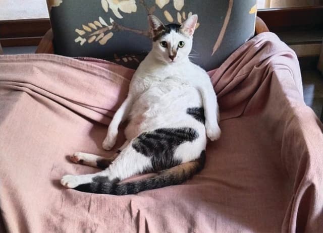 Mariwala’s cat Pingu loves sitting on people’s laps.