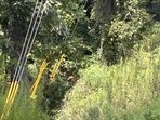 Social media users were left guessing as an illusion picture challenged them to find a deer hidden in a lush green setting. Social media users were left guessing as an illusion picture challenged them to find a deer hidden in a lush green setting.