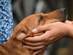 Dog lovers at Jantar Mantar in New Delhi after the Supreme Court order (HT Photo/Sanchit Khanna)