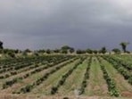 Families that lose their houses to the project will be rehabilitated in an Aero City township where future land values are projected at <span class='webrupee'>₹</span>1 to <span class='webrupee'>₹</span>2 crore per plot. (HT FILE) Families that lose their houses to the project will be rehabilitated in an Aero City township where future land values are projected at <span class='webrupee'>₹</span>1 to <span class='webrupee'>₹</span>2 crore per plot. (HT FILE)