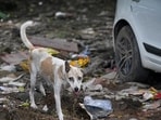 Garbage thrown over the site allegedly meant as a feeding spot for stray animals at Khirki Extension in New Delhi on Friday. (Sanchit Khanna/HT Photo) Garbage thrown over the site allegedly meant as a feeding spot for stray animals at Khirki Extension in New Delhi on Friday. (Sanchit Khanna/HT Photo)
