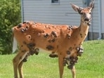 Strange tumor-like growths, termed deer warts, are appearing on deer in the U.S., alarming wildlife experts. Strange tumor-like growths, termed deer warts, are appearing on deer in the U.S., alarming wildlife experts.