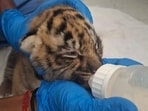 Officials said both survivors are being treated at the zoo hospital — one remains critical while the other is stable and being hand-reared. (HT Photo) Officials said both survivors are being treated at the zoo hospital — one remains critical while the other is stable and being hand-reared. (HT Photo)