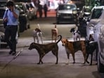 New Delhi: Stray dogs at a street at Shalimar Bagh area, in New Delhi, Monday, Aug. 11, 2025. The Supreme Court on Monday directed authorities to remove all stray dogs from Delhi-NCR localities and put them in shelters while saying the canines won't return to the streets. (PTI Photo/Shahbaz Khan) (PTI08_11_2025_000447A)