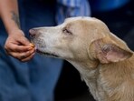 An animal lover feeds sweets to a stray dog after the Supreme Court's (SC) verdict on the strays, at Jantar Mantar, in New Delhi, Friday, Aug. 22, 2025. An animal lover feeds sweets to a stray dog after the Supreme Court's (SC) verdict on the strays, at Jantar Mantar, in New Delhi, Friday, Aug. 22, 2025.