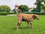 A stray dog roams inside the Supreme Court (SC) premises, in New Delhi, Friday, Aug. 22, 2025. A stray dog roams inside the Supreme Court (SC) premises, in New Delhi, Friday, Aug. 22, 2025.