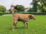 A stray dog roams inside the Supreme Court premises in New Delhi on Friday