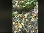 Viral Reddit optical illusion challenge wants people to spot the hidden toad.