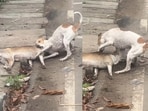 A heartbreaking video captured a dog’s desperate attempt to revive its motionless partner.
