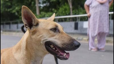 A stray dog in Civil Lines in Gurugram on Monday. (PTI) A stray dog in Civil Lines in Gurugram on Monday. (PTI)