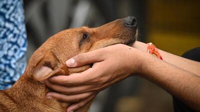 Dog lovers at Jantar Mantar in New Delhi after the Supreme Court order (HT Photo/Sanchit Khanna) Dog lovers at Jantar Mantar in New Delhi after the Supreme Court order (HT Photo/Sanchit Khanna)
