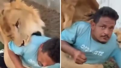 A video showing a pet lion with a farm worker has gone viral on social media. (Screengrab (X)) A video showing a pet lion with a farm worker has gone viral on social media. (Screengrab (X))
