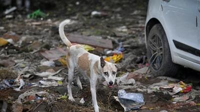 Garbage thrown over the site allegedly meant as a feeding spot for stray animals at Khirki Extension in New Delhi on Friday. (Sanchit Khanna/HT Photo) Garbage thrown over the site allegedly meant as a feeding spot for stray animals at Khirki Extension in New Delhi on Friday. (Sanchit Khanna/HT Photo)