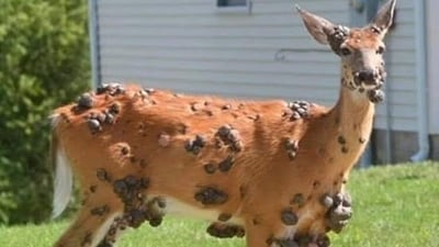 Strange tumor-like growths, termed deer warts, are appearing on deer in the U.S., alarming wildlife experts. (X)