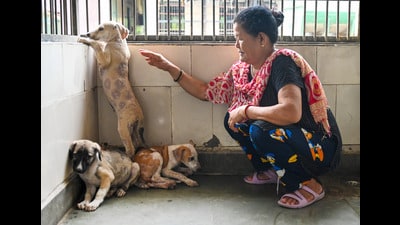 Noida authority currently sterilises and vaccinates 750 stray dogs in a month. (Sunil Ghosh/HT pHoto)