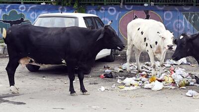 Official records show Mohali has nearly 3,400 stray animals, but since the allotment of a fresh tender last year, only 300 have been caught. (HT File)