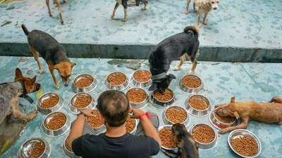 An earlier Supreme Court order had directed the relocation of stray dogs to shelter homes, without their subsequent release. (PTI) An earlier Supreme Court order had directed the relocation of stray dogs to shelter homes, without their subsequent release. (PTI)