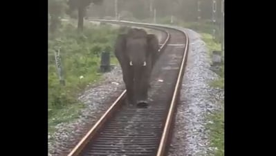 An elephant avoided danger as a train halted. IFS officer Parveen Kaswan shared the clip. (X/@ParveenKaswan) An elephant avoided danger as a train halted. IFS officer Parveen Kaswan shared the clip. (X/@ParveenKaswan)