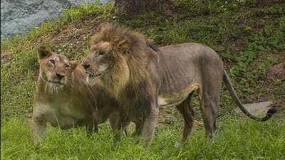 The IBCA is a coalition of 95 range countries with a mandate for the conservation of seven big cats—namely, the Tiger, Lion, Leopard, Snow Leopard, Cheetah, Jaguar, and Puma. (Representative photo) The IBCA is a coalition of 95 range countries with a mandate for the conservation of seven big cats—namely, the Tiger, Lion, Leopard, Snow Leopard, Cheetah, Jaguar, and Puma. (Representative photo)