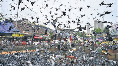 The panel will also explore possibilities of controlled feeding. (Raju Shinde/ HT Photo)