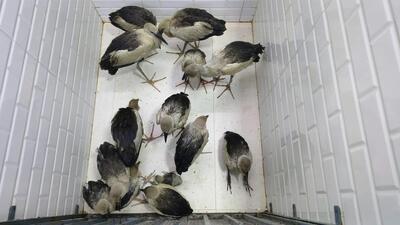 The storks were rescued and brought to Mumbai. The storks were rescued and brought to Mumbai.