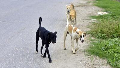 The stray dog population is estimated at 48,000 in the Ghaziabad municipal corporation area, which has 100 residential wards. (Sakib Ali/HT Photo) The stray dog population is estimated at 48,000 in the Ghaziabad municipal corporation area, which has 100 residential wards. (Sakib Ali/HT Photo)