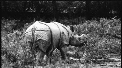 When the bill was floated in 1972, Indian wildlife was in desperate need of attention and protection. (HT ARCHIVE) When the bill was floated in 1972, Indian wildlife was in desperate need of attention and protection. (HT ARCHIVE)