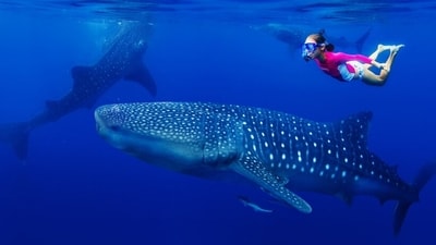 Snorkeling with whale sharks is a once-in-a-lifetime sort of adventure! (PC: Shutterstock) Snorkeling with whale sharks is a once-in-a-lifetime sort of adventure! (PC: Shutterstock)