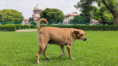 A stray dog roams inside the Supreme Court (SC) premises, in New Delhi, Friday, Aug. 22, 2025. (PTI) A stray dog roams inside the Supreme Court (SC) premises, in New Delhi, Friday, Aug. 22, 2025. (PTI)