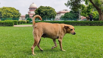 A stray dog roams inside the Supreme Court premises in New Delhi on Friday (PTI) A stray dog roams inside the Supreme Court premises in New Delhi on Friday (PTI)