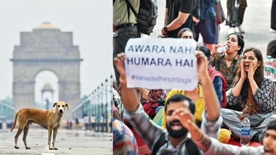 Supreme Court has modified its earlier order, of August 11, which had directed relocation of all stray dogs in Delhi-NCR to shelters. It has provided some relief to the animal lovers who have been protesting across India. (Photo: Arun Sankar/AFP and Sanchit Khanna/HT ) Supreme Court has modified its earlier order, of August 11, which had directed relocation of all stray dogs in Delhi-NCR to shelters. It has provided some relief to the animal lovers who have been protesting across India. (Photo: Arun Sankar/AFP and Sanchit Khanna/HT )