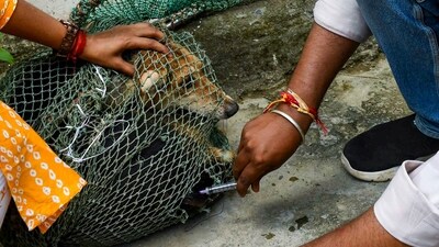 Social workers administer an anti-rabies vaccine to a stray dog, in Prayagraj (PTI/File) Social workers administer an anti-rabies vaccine to a stray dog, in Prayagraj (PTI/File)