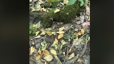 Viral Reddit optical illusion challenge wants people to spot the hidden toad. (Reddit)