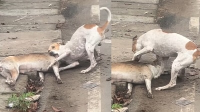 A heartbreaking video captured a dog’s desperate attempt to revive its motionless partner. (Instagram/dineshprethiv_tn91) A heartbreaking video captured a dog’s desperate attempt to revive its motionless partner. (Instagram/dineshprethiv_tn91)