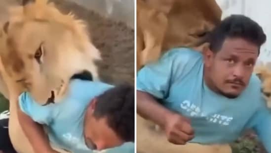 A video showing a pet lion with a farm worker has gone viral on social media. (Screengrab (X))