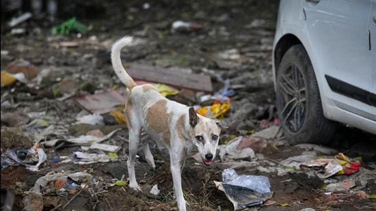 Garbage thrown over the site allegedly meant as a feeding spot for stray animals at Khirki Extension in New Delhi on Friday. (Sanchit Khanna/HT Photo)