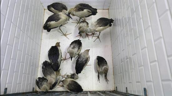 The storks were rescued and brought to Mumbai.