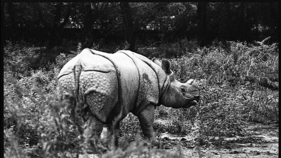 When the bill was floated in 1972, Indian wildlife was in desperate need of attention and protection. (HT ARCHIVE)