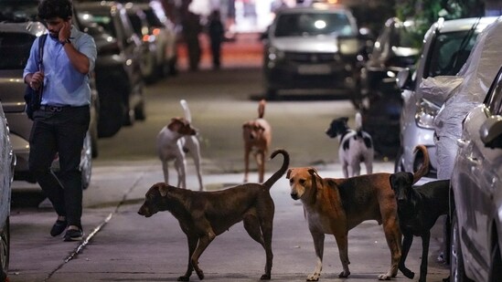 New Delhi: Stray dogs at a street at Shalimar Bagh area, in New Delhi, Monday, Aug. 11, 2025. The Supreme Court on Monday directed authorities to remove all stray dogs from Delhi-NCR localities and put them in shelters while saying the canines won't return to the streets. (PTI Photo/Shahbaz Khan) (PTI08_11_2025_000447A) (PTI)