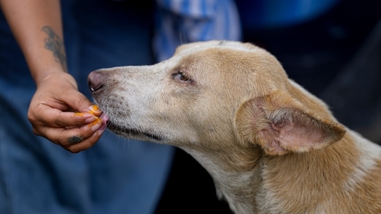 An animal lover feeds sweets to a stray dog after the Supreme Court's (SC) verdict on the strays, at Jantar Mantar, in New Delhi, Friday, Aug. 22, 2025. (PTI)