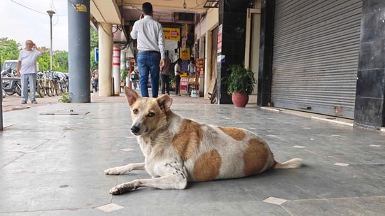 Supreme Court on August 11 had ordered the relocation of all stray dogs of Delhi NCR within eight weeks (HT/File)